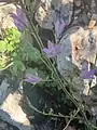 Campanula rapunculus • گل‌استکانی خوراکی