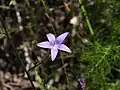 Campanula rapunculus • گل‌استکانی خوراکی