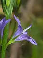Campanula rapunculus • گل‌استکانی خوراکی