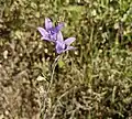 Campanula rapunculus • گل‌استکانی خوراکی