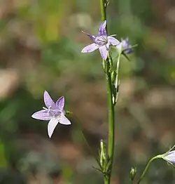 Campanula rapunculus • گل‌استکانی خوراکی