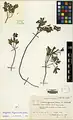 Corydalis hyrcana • بهارک خزری