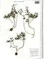 Corydalis angustifolia • بهارک برگ‌باریک