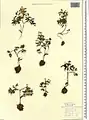 Corydalis angustifolia • بهارک برگ‌باریک