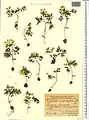 Corydalis angustifolia • بهارک برگ‌باریک