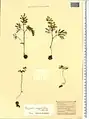 Corydalis angustifolia • بهارک برگ‌باریک