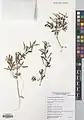 Corydalis angustifolia • بهارک برگ‌باریک