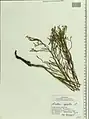 Anabasis aphylla • آسمانی بی‌برگ