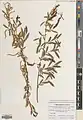 Salix songarica • بید خراسانی