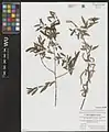 Salix songarica • بید خراسانی