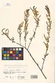 Salix songarica • بید خراسانی