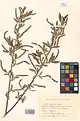Salix songarica • بید خراسانی