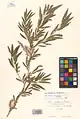 Salix songarica • بید خراسانی
