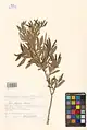 Salix songarica • بید خراسانی
