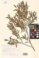 Salix songarica • بید خراسانی