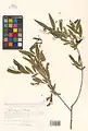 Salix songarica • بید خراسانی