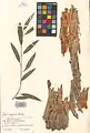 Salix songarica • بید خراسانی