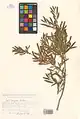 Salix songarica • بید خراسانی