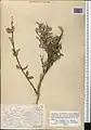 Lonicera bracteolaris • پلاخور برگه‌دار