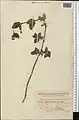Lonicera bracteolaris • پلاخور برگه‌دار