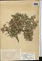 Lonicera bracteolaris • پلاخور برگه‌دار