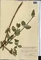 Lonicera bracteolaris • پلاخور برگه‌دار