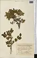 Lonicera bracteolaris • پلاخور برگه‌دار