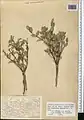 Lonicera bracteolaris • پلاخور برگه‌دار
