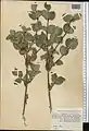 Lonicera bracteolaris • پلاخور برگه‌دار