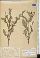 Lonicera bracteolaris • پلاخور برگه‌دار