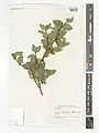 Lonicera bracteolaris • پلاخور برگه‌دار