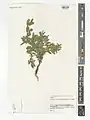 Lonicera bracteolaris • پلاخور برگه‌دار