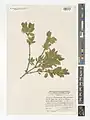 Lonicera bracteolaris • پلاخور برگه‌دار