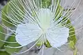 Capparis cartilaginea • کور گوشتی
