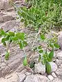 Capparis cartilaginea • کور گوشتی