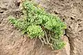 Capparis cartilaginea • کور گوشتی