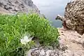 Capparis cartilaginea • کور گوشتی