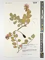 Capparis cartilaginea • کور گوشتی
