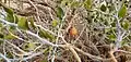 Capparis cartilaginea • کور گوشتی