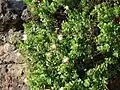 Capparis cartilaginea • کور گوشتی