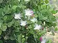 Capparis cartilaginea • کور گوشتی