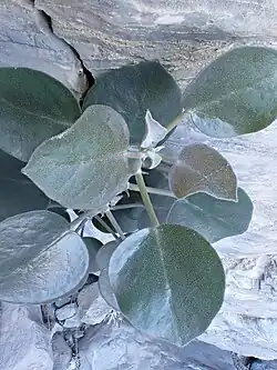 Capparis cartilaginea • کور گوشتی