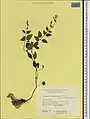 Scutellaria tournefortii • بشقابی شمالی