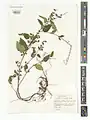 Scutellaria tournefortii • بشقابی شمالی