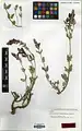 Scutellaria theobromina • بشقابی ارومیهای