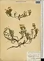 Scutellaria platystegia • بشقابی قرهباغی