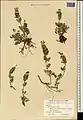Scutellaria platystegia • بشقابی قرهباغی