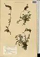 Scutellaria platystegia • بشقابی قرهباغی
