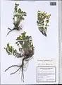Scutellaria platystegia • بشقابی قرهباغی