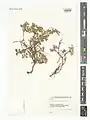 Scutellaria platystegia • بشقابی قرهباغی